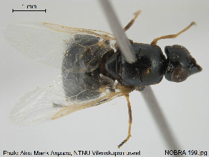  ( - NOBRA 199)  @12 [ ] CreativeCommons - Attribution Non-Commercial Share-Alike (2015) NTNU University Museum, Department of Natural History NTNU University Museum, Department of Natural History