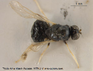  (Neopachygaster meromelas - NOBRA 210)  @14 [ ] CreativeCommons - Attribution Non-Commercial Share-Alike (2015) NTNU University Museum, Department of Natural History NTNU University Museum, Department of Natural History