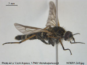  (Thereva marginula - NOBRA 240)  @11 [ ] CreativeCommons - Attribution Non-Commercial Share-Alike (2015) NTNU University Museum, Department of Natural History NTNU University Museum, Department of Natural History