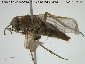  ( - NOBRA 251)  @11 [ ] CreativeCommons - Attribution Non-Commercial Share-Alike (2015) NTNU University Museum, Department of Natural History NTNU University Museum, Department of Natural History