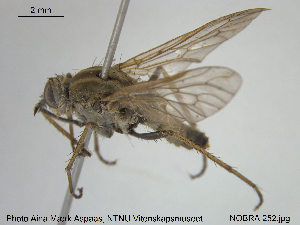  ( - NOBRA 252)  @11 [ ] CreativeCommons - Attribution Non-Commercial Share-Alike (2015) NTNU University Museum, Department of Natural History NTNU University Museum, Department of Natural History