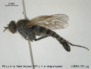  ( - NOBRA 255)  @11 [ ] CreativeCommons - Attribution Non-Commercial Share-Alike (2015) NTNU University Museum, Department of Natural History NTNU University Museum, Department of Natural History