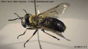  ( - NOBRA 261)  @14 [ ] CreativeCommons - Attribution Non-Commercial Share-Alike (2015) NTNU University Museum, Department of Natural History NTNU University Museum, Department of Natural History