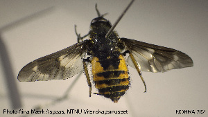  (Chrysops relictus - NOBRA 262)  @14 [ ] CreativeCommons - Attribution Non-Commercial Share-Alike (2015) NTNU University Museum, Department of Natural History NTNU University Museum, Department of Natural History