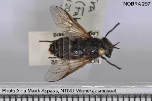  (Hybomitra borealis - NOBRA 297)  @14 [ ] CreativeCommons - Attribution Non-Commercial Share-Alike (2015) NTNU University Museum, Department of Natural History NTNU University Museum, Department of Natural History