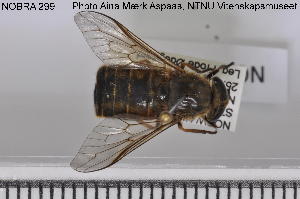  ( - NOBRA 299)  @12 [ ] CreativeCommons - Attribution Non-Commercial Share-Alike (2015) NTNU University Museum, Department of Natural History NTNU University Museum, Department of Natural History