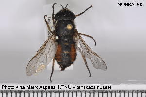  (Hybomitra nigricornis - NOBRA 303)  @14 [ ] CreativeCommons - Attribution Non-Commercial Share-Alike (2015) NTNU University Museum, Department of Natural History NTNU University Museum, Department of Natural History