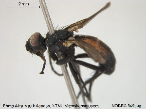  ( - NOBRA 349)  @13 [ ] CreativeCommons - Attribution Non-Commercial Share-Alike (2015) NTNU University Museum, Department of Natural History NTNU University Museum, Department of Natural History