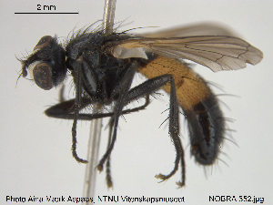  ( - NOBRA 352)  @11 [ ] CreativeCommons - Attribution Non-Commercial Share-Alike (2015) NTNU University Museum, Department of Natural History NTNU University Museum, Department of Natural History