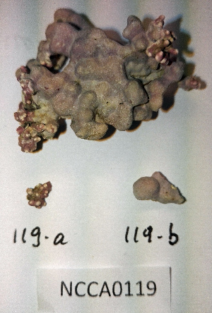  (Lithophyllum sp - NCCA0119b)  @11 [ ] CreativeCommonsby-nc-nd (2016) Eli Rinde Norwegian Institute for Water Research
