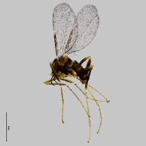  (Lasioptera rubi - NHMO-ENT-548228)  @11 [ ] by-sa (2021) Hallvard Elven University of Oslo, Natural History Museum