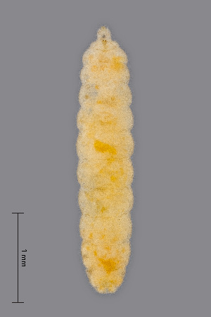  (Lathyromyza schlechtendali - NHMO-ENT-548027)  @11 [ ] by-sa (2021) Hallvard Elven University of Oslo, Natural History Museum