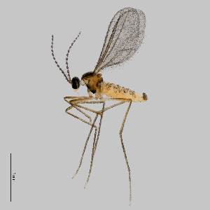  ( - NHMO-ENT-548246)  @11 [ ] by-sa (2021) Hallvard Elven University of Oslo, Natural History Museum