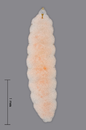  ( - NHMO-ENT-548042)  @11 [ ] by-sa (2021) Hallvard Elven University of Oslo, Natural History Museum