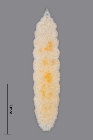  (Lathyromyza florum - NHMO-ENT-548047)  @11 [ ] by-sa (2021) Hallvard Elven University of Oslo, Natural History Museum