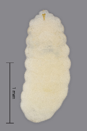  (Physemocecis ulmi - NHMO-ENT-548054)  @11 [ ] by-sa (2021) Hallvard Elven University of Oslo, Natural History Museum