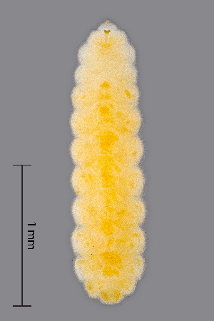  (Contarinia chrysanthemi - NHMO-ENT-548085)  @11 [ ] by-sa (2021) Hallvard Elven University of Oslo, Natural History Museum