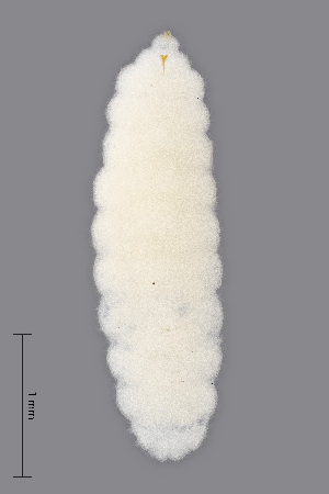  (Jaapiella inflatae - NHMO-ENT-548129)  @11 [ ] by-sa (2021) Hallvard Elven University of Oslo, Natural History Museum