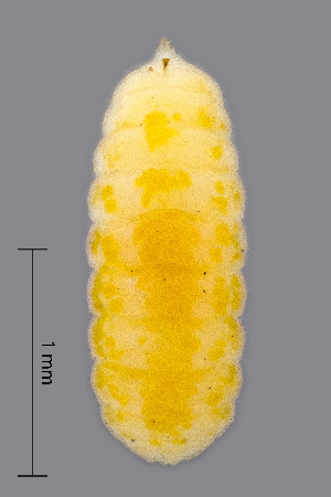  (Schizomyia galiorum - NHMO-ENT-548131)  @11 [ ] by-sa (2021) Hallvard Elven University of Oslo, Natural History Museum