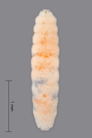  (Jaapiella chelidonii - NHMO-ENT-548132)  @11 [ ] by-sa (2021) Hallvard Elven University of Oslo, Natural History Museum