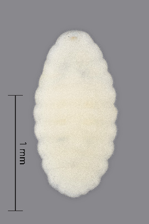  (Rhopalomyia palearum - NHMO-ENT-548140)  @11 [ ] by-sa (2021) Hallvard Elven University of Oslo, Natural History Museum