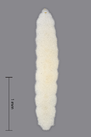  (Contarinia barbichei - NHMO-ENT-548142)  @11 [ ] by-sa (2021) Hallvard Elven University of Oslo, Natural History Museum