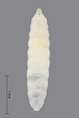  (Macrolabis vicicola - NHMO-ENT-548144)  @11 [ ] by-sa (2021) Hallvard Elven University of Oslo, Natural History Museum
