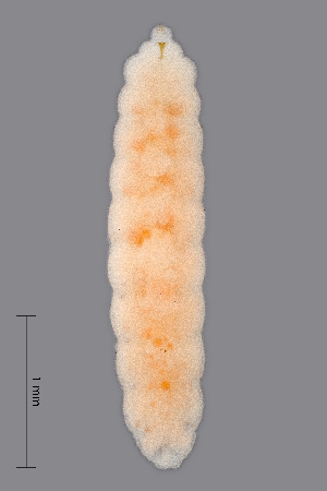  (Jaapiella cirsiicola - NHMO-ENT-548146)  @11 [ ] by-sa (2021) Hallvard Elven University of Oslo, Natural History Museum