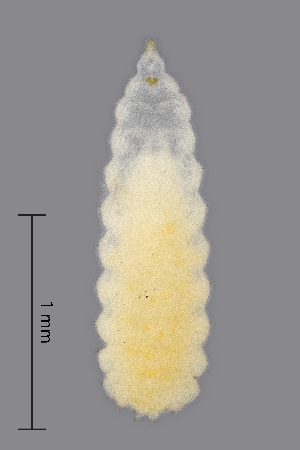  (Parallelodiplosis - NHMO-ENT-548151)  @11 [ ] by-sa (2021) Hallvard Elven University of Oslo, Natural History Museum