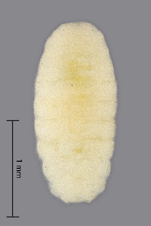  (Rhopalomyia millefolii - NHMO-ENT-548154)  @11 [ ] by-sa (2021) Hallvard Elven University of Oslo, Natural History Museum