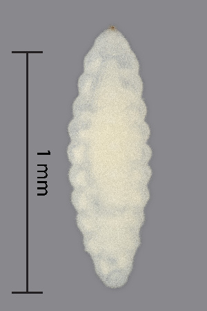 (Lasioptera - NHMO-ENT-548118)  @11 [ ] by-sa (2021) Hallvard Elven University of Oslo, Natural History Museum