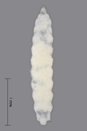  (Contarinia rubicola - NHMO-ENT-548122)  @11 [ ] by-sa (2021) Hallvard Elven University of Oslo, Natural History Museum