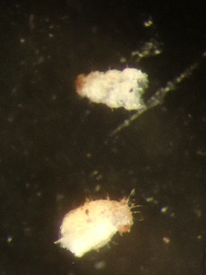  (Lestodiplosis xylodiplosuga - NHMO-ENT-671603)  @11 [ ] by-sa (2023) Unspecified University of Oslo, Natural History Museum