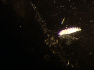  (Lestodiplosis vasta - NHMO-ENT-671604)  @11 [ ] by-sa (2023) Unspecified University of Oslo, Natural History Museum