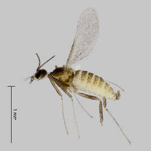  ( - NHMO-ENT-548178)  @11 [ ] by-sa (2021) Hallvard Elven University of Oslo, Natural History Museum