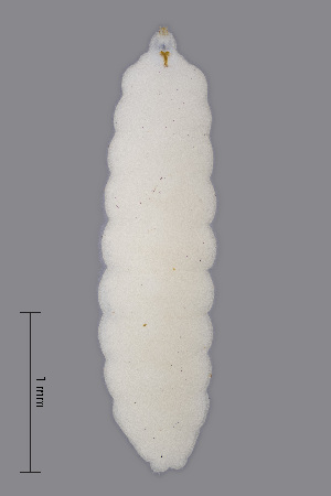  ( - NHMO-ENT-547971)  @11 [ ] by-sa (2021) Hallvard Elven University of Oslo, Natural History Museum