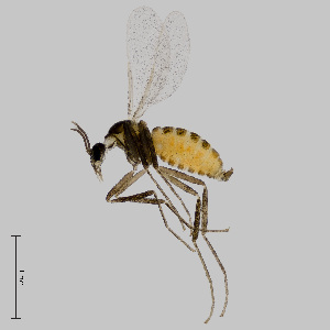  ( - NHMO-ENT-548194)  @11 [ ] by-sa (2021) Hallvard Elven University of Oslo, Natural History Museum