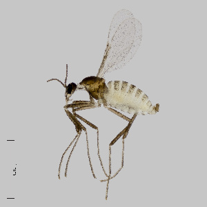  ( - NHMO-ENT-548195)  @11 [ ] by-sa (2021) Hallvard Elven University of Oslo, Natural History Museum