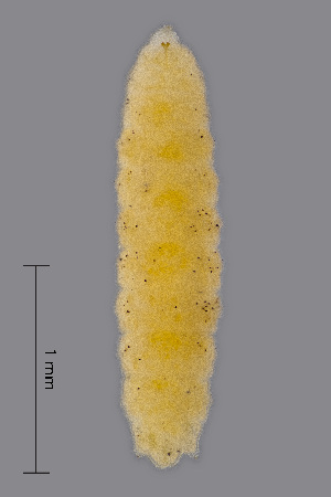  (Contarinia lysimachiae - NHMO-ENT-547989)  @11 [ ] by-sa (2021) Hallvard Elven University of Oslo, Natural History Museum