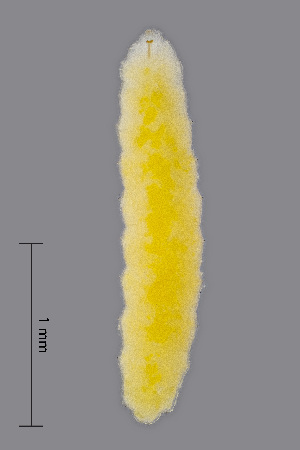  (Contarinia artemisiae - NHMO-ENT-547998)  @11 [ ] by-sa (2021) Hallvard Elven University of Oslo, Natural History Museum