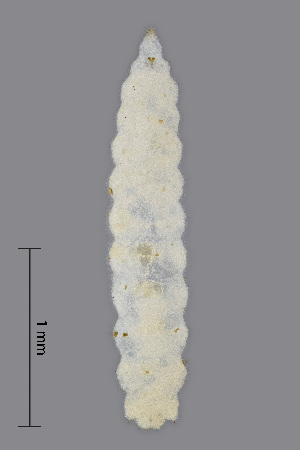  (Contarinia coryli - NHMO-ENT-548018)  @11 [ ] by-sa (2021) Hallvard Elven University of Oslo, Natural History Museum