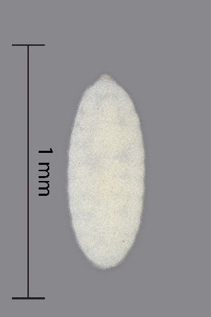  (Harmandiola globuli - NHMO-ENT-548096)  @11 [ ] by-sa (2021) Hallvard Elven University of Oslo, Natural History Museum
