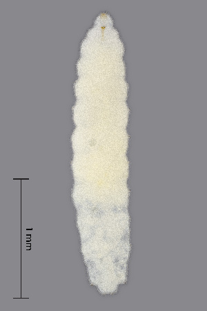  (Contarinia sorbi - NHMO-ENT-548098)  @11 [ ] by-sa (2021) Hallvard Elven University of Oslo, Natural History Museum