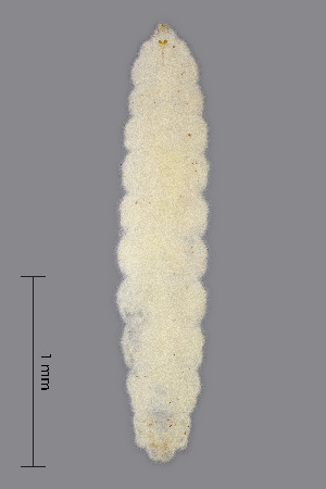  (Contarinia viburnorum - NHMO-ENT-548099)  @11 [ ] by-sa (2021) Hallvard Elven University of Oslo, Natural History Museum