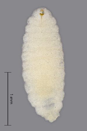  (Macrodiplosis pustularis - NHMO-ENT-548104)  @11 [ ] by-sa (2021) Hallvard Elven University of Oslo, Natural History Museum