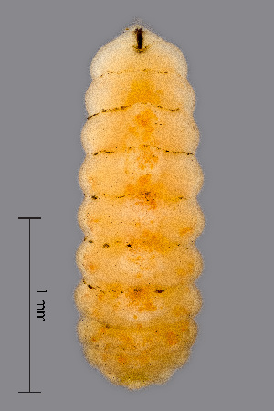  (Lasioptera rubi - NHMO-ENT-548105)  @11 [ ] by-sa (2021) Hallvard Elven University of Oslo, Natural History Museum