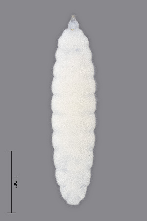  ( - NHMO-ENT-548112)  @11 [ ] by-sa (2021) Hallvard Elven University of Oslo, Natural History Museum