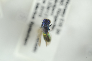  ( - HYMNI2308)  @12 [ ] CreativeCommons - Attribution Non-Commercial Share-Alike (2017) Arnstein Staverlokk Norwegian Institute of Nature Research