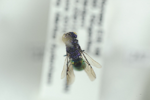  ( - HYMNI2309)  @12 [ ] CreativeCommons - Attribution Non-Commercial Share-Alike (2017) Arnstein Staverlokk Norwegian Institute of Nature Research