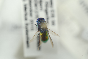  ( - HYMNI2310)  @12 [ ] CreativeCommons - Attribution Non-Commercial Share-Alike (2017) Arnstein Staverlokk Norwegian Institute of Nature Research